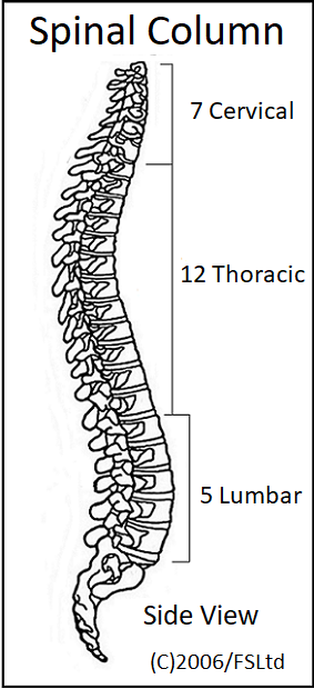 spinal column - side view