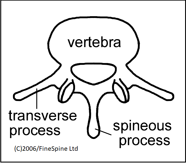 Vertebra detail